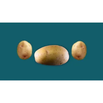 Potato (47)-8485613-62388.webp